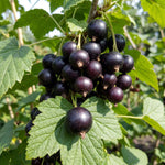 Black Currant Plant Live, Sweet Currant Berry Fruit Starter Plant, 6-12 Inches Tall, Edible Fruit Shrub for Outdoor Garden