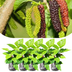 Mulberry Tree Live Plant, 5 to 8 Inch Tall, Sweet Mulberry Plant Live Seedling, No Pot, Edible Mulberries Fruit Tree Plant (Pakistan Mulberry)