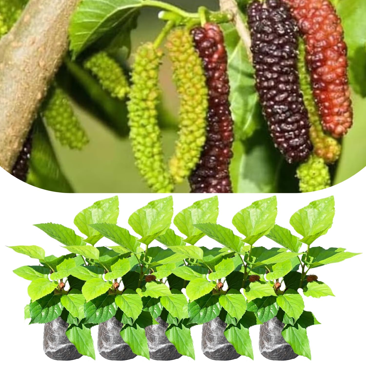 Mulberry Tree Live Plant, 5 to 8 Inch Tall, Sweet Mulberry Plant Live Seedling, No Pot, Edible Mulberries Fruit Tree Plant (Pakistan Mulberry)