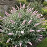 2 Pink Butterfly Bush Plants Live, Vibrant Buddleia Plants 4-7 Inches, Colorful Flowering Shrub for Outdoor Garden