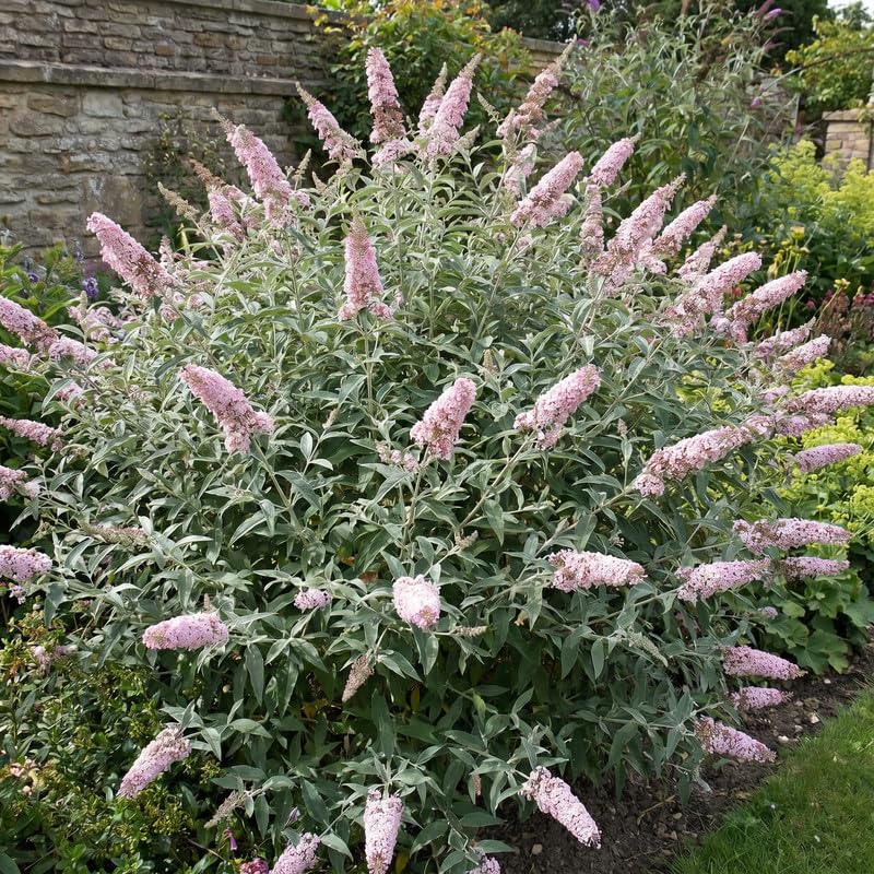 2 Pink Butterfly Bush Plants Live, Vibrant Buddleia Plants 4-7 Inches, Colorful Flowering Shrub for Outdoor Garden