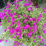 2 Blueberry Ice Bougainvillea Plants Live, Flowering Bougainvillea Vine for Outdoor Garden or Trellis, 5-9 Inch Tall, Very Hardy
