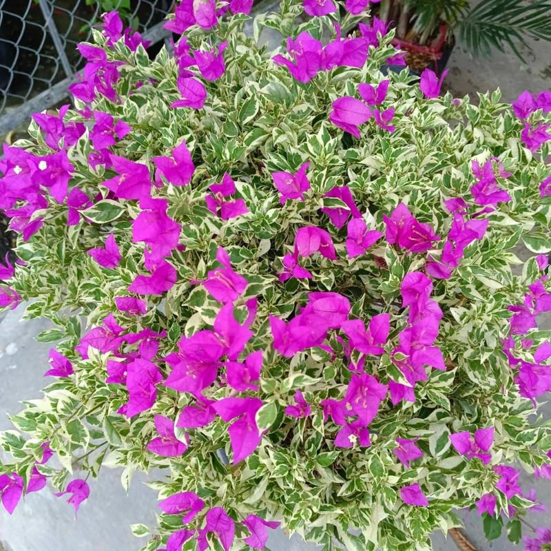 2 Blueberry Ice Bougainvillea Plants Live, Flowering Bougainvillea Vine for Outdoor Garden or Trellis, 5-9 Inch Tall, Very Hardy