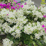 Sets 3 Climbing Bougainvillea Plants Live for Full Sun Trellis Tree, Shrub or Vine Bougainvillea Vibrant Bloom, Very Hardy, 5-9" Tall, White