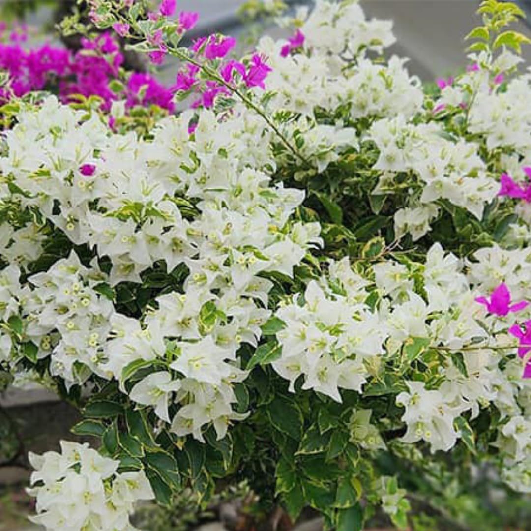 Sets 3 Climbing Bougainvillea Plants Live for Full Sun Trellis Tree, Shrub or Vine Bougainvillea Vibrant Bloom, Very Hardy, 5-9" Tall, White