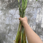 Pack 3 Lemon Grass Plants Live, Lemongrass Plants for Outside Planting, Fragant Herb Lemongrass Planting, 6-7 Inch Tall