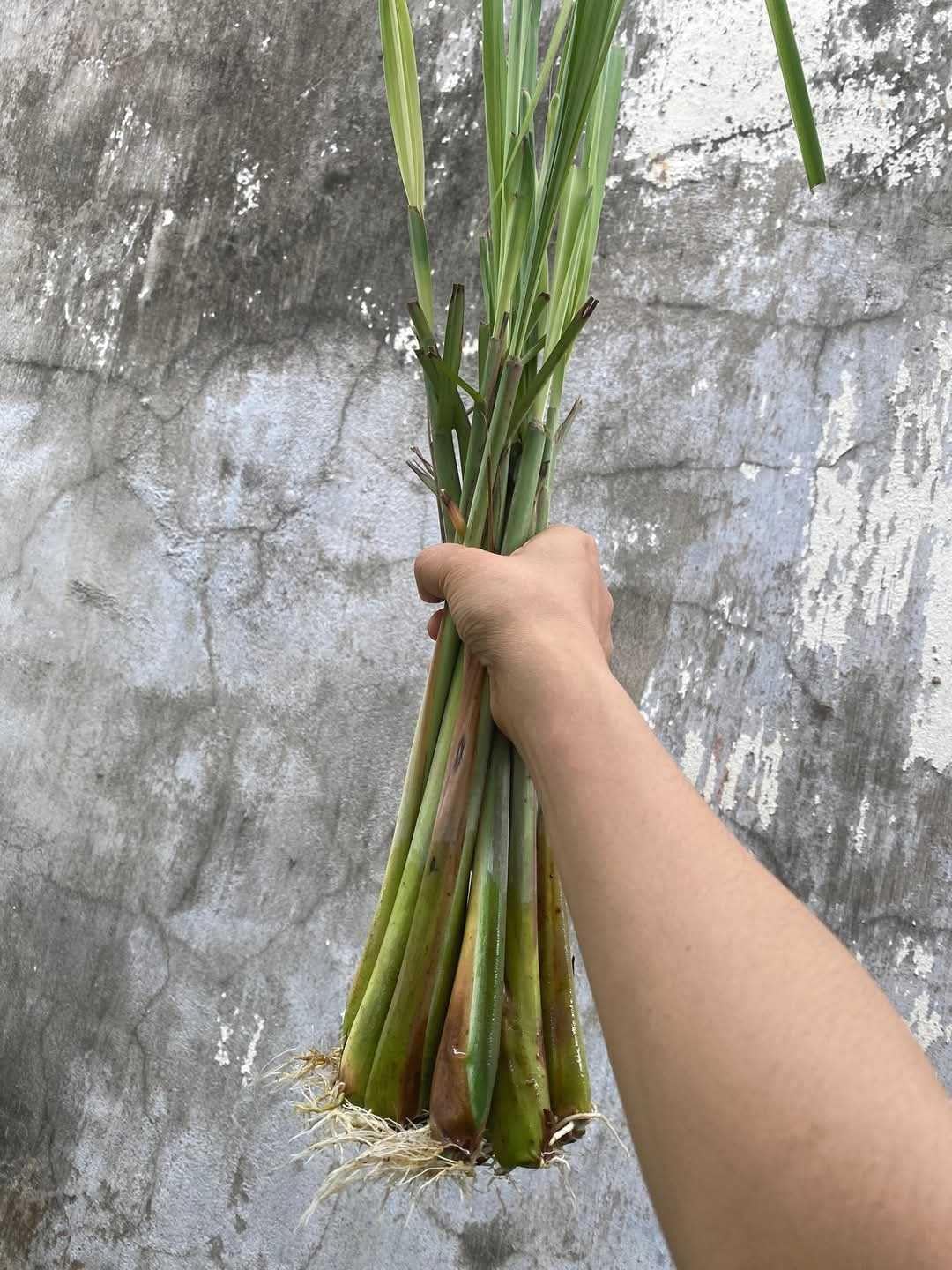 Pack 3 Lemon Grass Plants Live, Lemongrass Plants for Outside Planting, Fragant Herb Lemongrass Planting, 6-7 Inch Tall