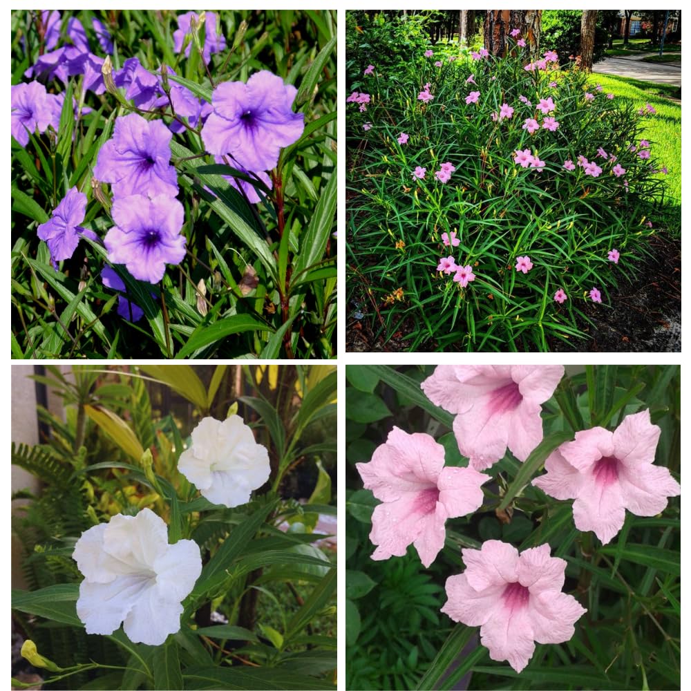 Set 6 of Mix Mexican Petunia Live Plants, Petunia Flower Plants Live Shrub Plant from 4 Inc Tall