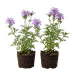 2 Lavender Verbena Live Plants, Trailing Verbena Plants for Planting Outdoor, Perennial Ground Cover Flowers 4-7 Inches