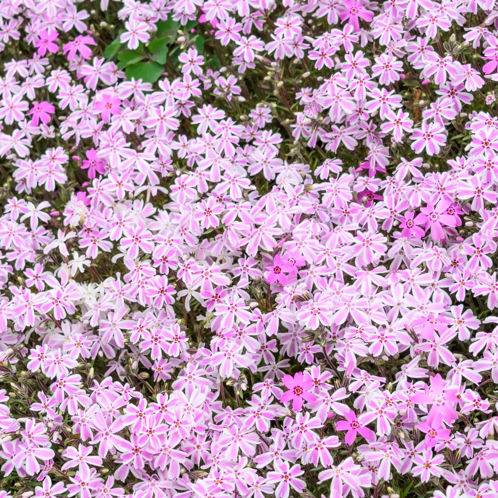 Set 2 Creeping Phlox Live Plants, Perennial Phlox Flower Ground Cover Plant, Hardy Creeping Phlox 5-8 Inches (Stripe)