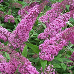 Pink Butterfly Bush Buddleia Butterfly Plant Live, 4-9" Tall Well-Rooted for Outdoor Gardens, Perennial Shrub, No Pot