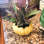 Peperomia Plant Live, Peperomia Houseplant Live, Tricolor Foliage, 4 to 6 Inches Tall, Ideal for Home and Office Decoration