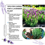 Pack 4 Lavender Plants Live, Lavandula Perennial Plants, 4-8" Height, Fragrant Perennial Flowers, No Pot (Spanish Lavender)