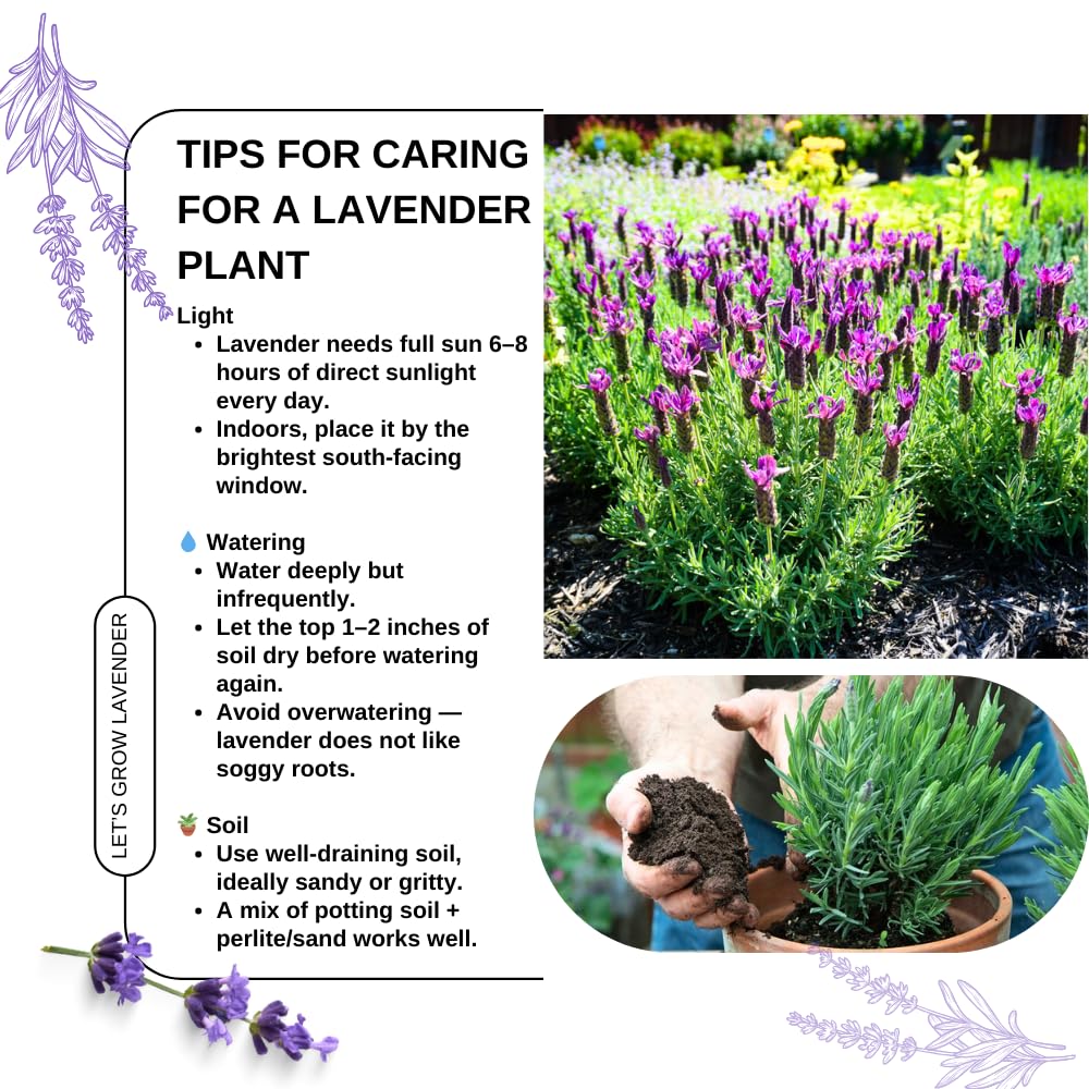 Pack 4 Lavender Plants Live, Lavandula Perennial Plants, 4-8" Height, Fragrant Perennial Flowers, No Pot (Spanish Lavender)
