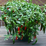 2 Long Thin Pepper Live Plants Per Pot, 100 Days Old Pepper Plant Well Rooted Seedlings, Hot Peppers for Year Round Harvesting