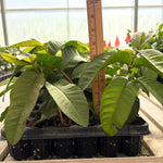 Guava Tree Live Plant, 4-8" Pink Guava Tree Live Plant, Guava Tree Plant Live, Guava for Planting
