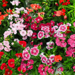 Dianthus Mix Live Plant, Dianthus Plant, Colorful Fragrant Flowering Plant for Outdoor Garden, Patio Pots and Landscape Borders, 4-6 Inches Tall