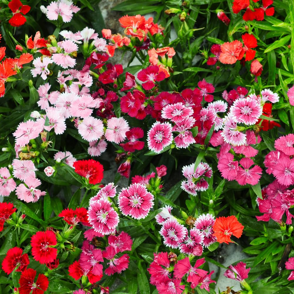 Dianthus Mix Live Plant, Dianthus Plant, Colorful Fragrant Flowering Plant for Outdoor Garden, Patio Pots and Landscape Borders, 4-6 Inches Tall