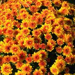 Yellow Orange Chrysanthemum Plant, Set 2 Mums Plants Live, Hardy Perennial Mum Live Plant, 3 to 6 Inch Tall Garden Mum Starter Plants for Garden Beds, Containers, Vibrant Fall Blooms, No Pot