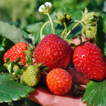 Set 2 Red Strawberry Plants Live, 3 to 5 Inc Tall, Hardy Strawberry Roots, Sweet Fruit Live Plants