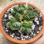 Pack 2 Crassula Plant, Live Crassula Succulents in 3.25 Inches Pot, 3 to 5 Inches Tall for Indoor Outdoor Planting