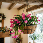 2 Pink Christmas Cactus Live Plants, Easy Care Houseplant, 4-7'' Tall