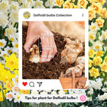 20 Daffodil Bulbs for Fall Planting, Spring-Blooming Narcissus Bulbs, Bulk Top Size Bulbs for Gardens, Borders and Flowerbeds Planting (Mixed Daffodil Bulbs)