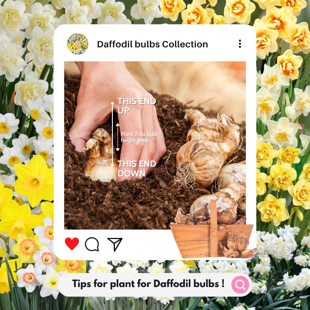 20 Daffodil Bulbs for Fall Planting, Spring-Blooming Narcissus Bulbs, Bulk Top Size Bulbs for Gardens, Borders and Flowerbeds Planting (Mixed Daffodil Bulbs)
