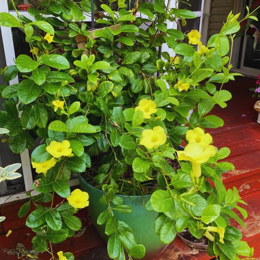 Mandevilla Plant Live, 5 to 6 Inc Tall Seedling, Yellow Mandevilla Vine Plants, Perennial Flower Mandevilla Starter Plant Indoor Outdoor Garden