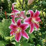 Pack of 3 Pink Lily Bulbs for Planting, Size XL, Bright Sunny Blooms, Summer Flowering Perennial Garden Flowers, Lily Bulbs for Containers and Outdoor Garden