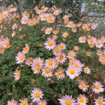 2 Apricot Mums Plants Live, Chrysanthemum Plants Live, 5 to 7 Inc Long, Chrysanthemum Mum Live Plant Gardening
