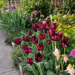 10 Tulip Bulbs for Spring Planting, Tulip Bulbs for Fall Planting, Flower Bulbs, Zones 3-8 (Black Parrot)