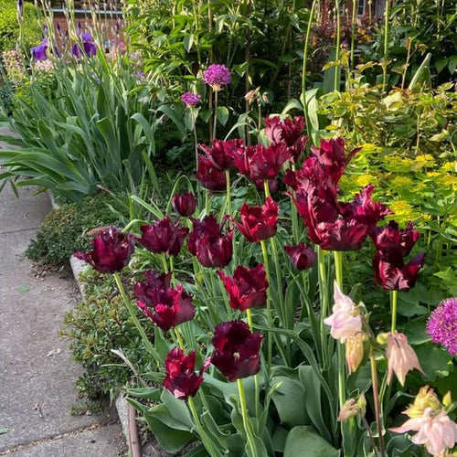 10 Tulip Bulbs for Spring Planting, Black Parrot Tulip Bulbs for Fall Planting, Flower Bulbs Growing