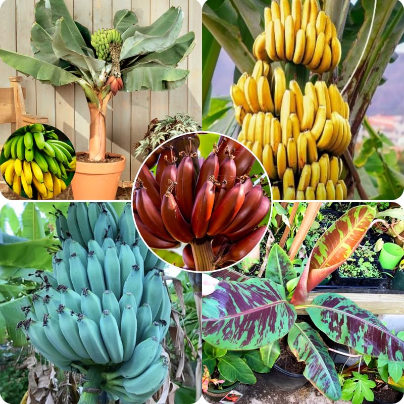Mixed Banana Plant Live, 4-6" Tall Well-Rooted for Indoor Tropical Displays, Cold Hardy Banana Fruit Tree