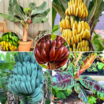 Banana Plant Live, 4-6" Tall Well-Rooted for Indoor Tropical Displays, Cold Hardy Banana Fruit Tree