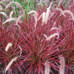 2 Grass Ornamental Grasses Seedlings, Live Grass Perennial Hardy Ornamental Plants, Outdoor Planting, 5-9" Tall (Purple Fountain)