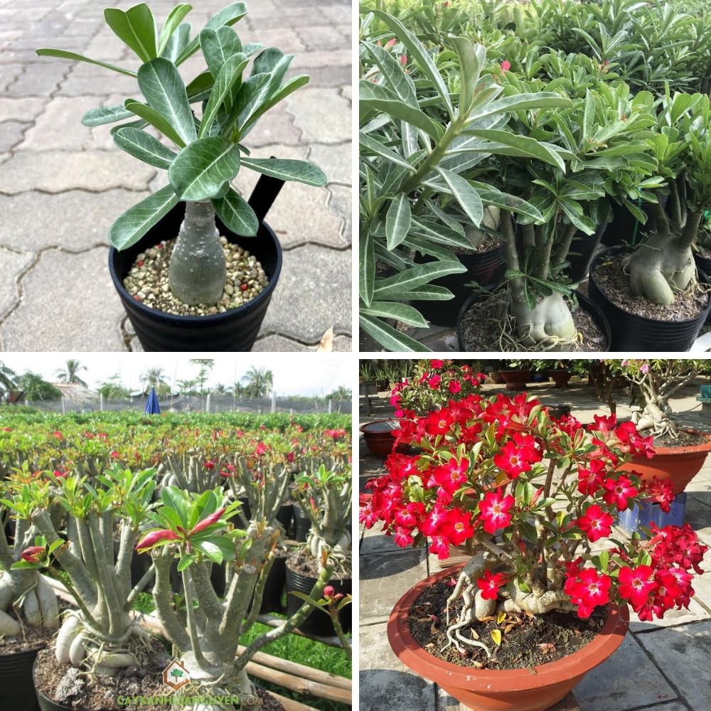 Adenium Desert Rose Plant Live, Desert Rose Live Plant, 4 to 6 Inc Tall (Red)