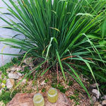 2 Lemon Grass Live Plants in Pot for Outdoor Planting, 4-10 Inc Tall Live Lemongrass Plants for Planting in Spring, Fragrant Herbs