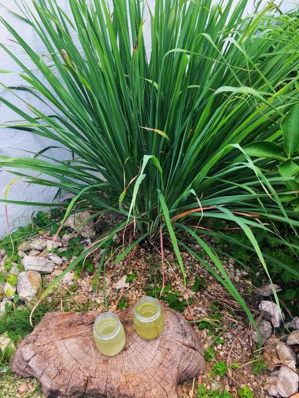 2 Lemon Grass Live Plants in Pot for Outdoor Planting, 4-10 Inc Tall Live Lemongrass Plants for Planting in Spring, Fragrant Herbs