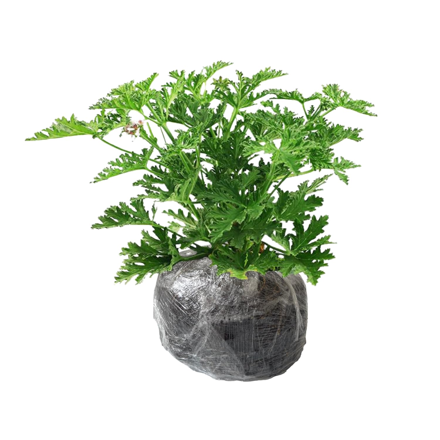 2 Citronella Plants Live, Live Citronella Plant Indoor Outdoor, Citronella Indoor Plant, Citronella Starter Plant Indoor Outdoor, Gardening Growing