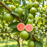 Pink Guava Plant Live, Tropical Guava Tree 6-10'' Tall, Sweet, Hardy Fruit Tree for Outdoor Garden Planting
