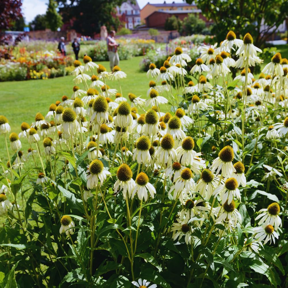 Echinacea Plant Live, White Coneflower Plant Live Indoor, 4 Inc Potted, Echinacea Flower Plants Gardening Planting