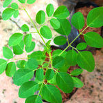 Drumstick Horseradish Moringa Oleifera Plants Live Tree in 4 Inc Pot, Herb Malunggay 6 to 8 Inc Tall Deciduous Planting Outdoor