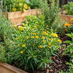 Pack of 2 Mexican Tarragon Plants, Tarragon Plant Live, 4-6 Inc Tall, Culinary Herb for Herb Gardens, Containers and Landscapes