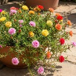 Moss Rose Plants Live, 4-8 Inches Tall, Portulaca Flower Plant, Drought Tolerant Outdoor Ground Cover, Colorful Blooming Succulent for Garden