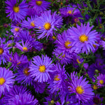 Purple Aster Plants Live for Planting, Purple Aster Bush Live Plant, Vibrant Perennial Flowers to Grow, 4 to 6 Inch Tall
