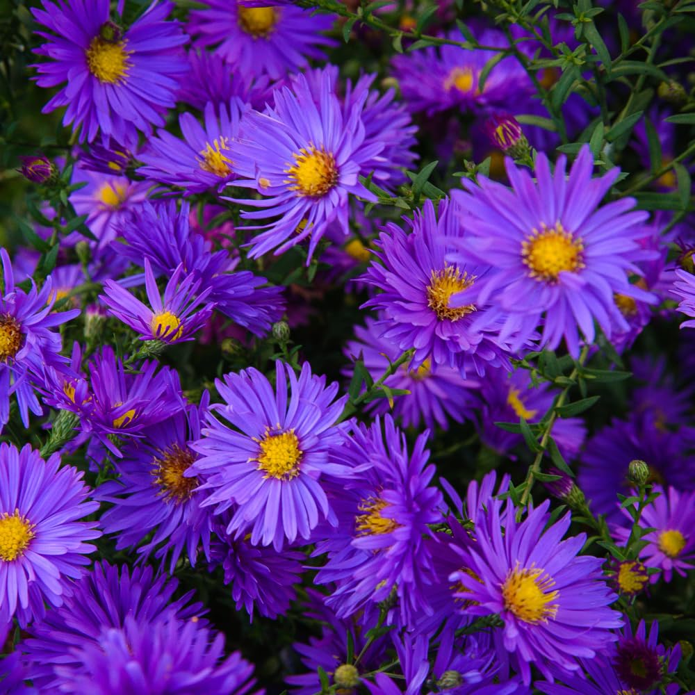 Purple Aster Plants Live for Planting, Purple Aster Bush Live Plant, Vibrant Perennial Flowers to Grow, 4 to 6 Inch Tall