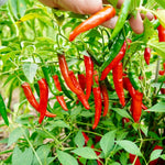 2 Long Thin Pepper Live Plants Per Pot, 100 Days Old Pepper Plant Well Rooted Seedlings, Hot Peppers for Year Round Harvesting