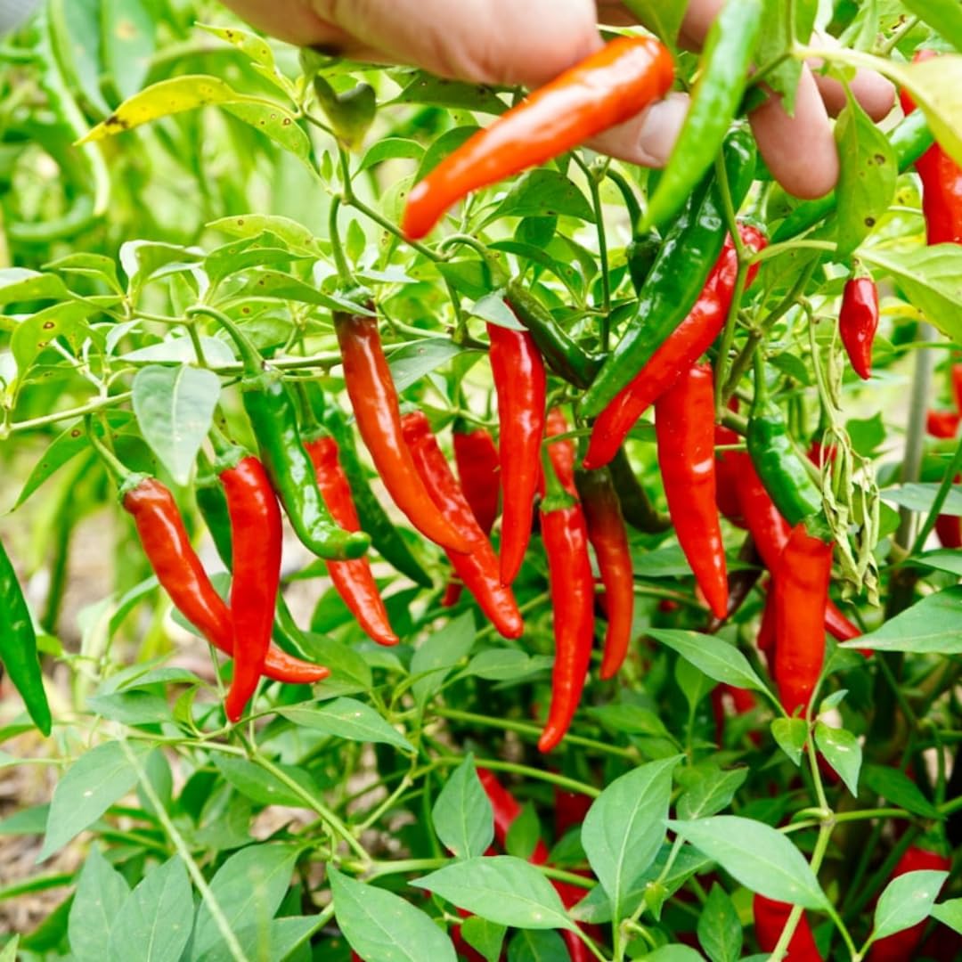 2 Long Thin Pepper Live Plants Per Pot, 100 Days Old Pepper Plant Well Rooted Seedlings, Hot Peppers for Year Round Harvesting