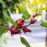 Red Roselle Live Plant 8-12'' Tall, Red Sorrel Jamaica Hibiscus Plant in Half Gallon Pot, Hibiscus Sabdariffa Plants for Planting